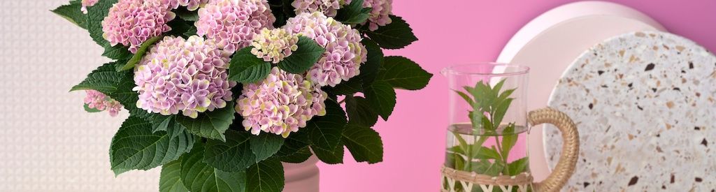 Hydrangea care