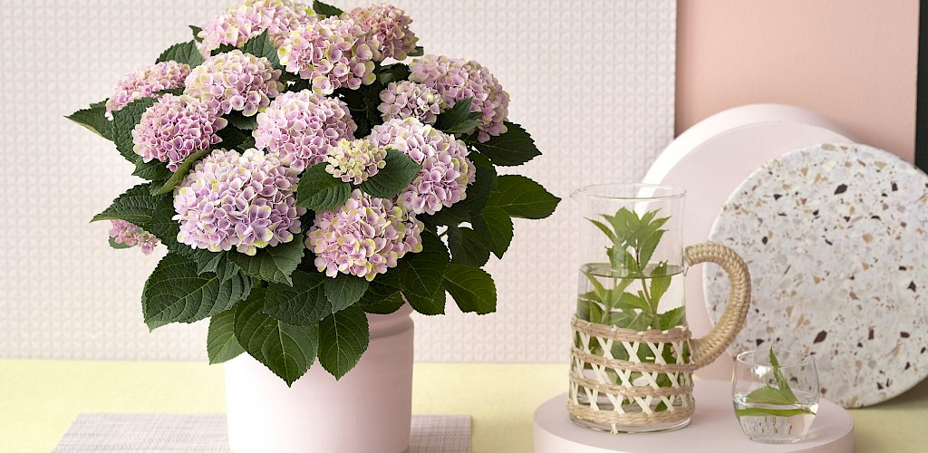 Magical® Revolution hydrangea