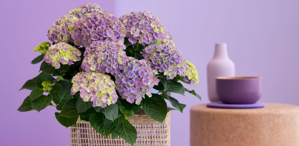 Magical® Amethyst hydrangea