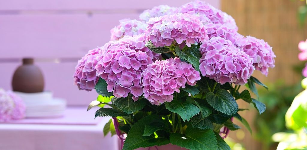 Magical® Opal hydrangea