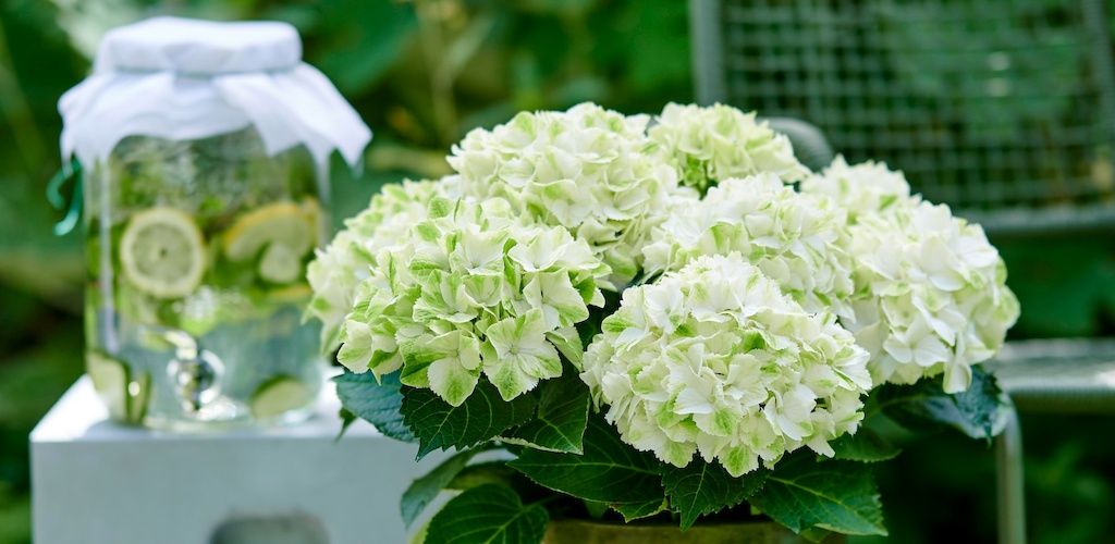 Magical® Verdigris hydrangea