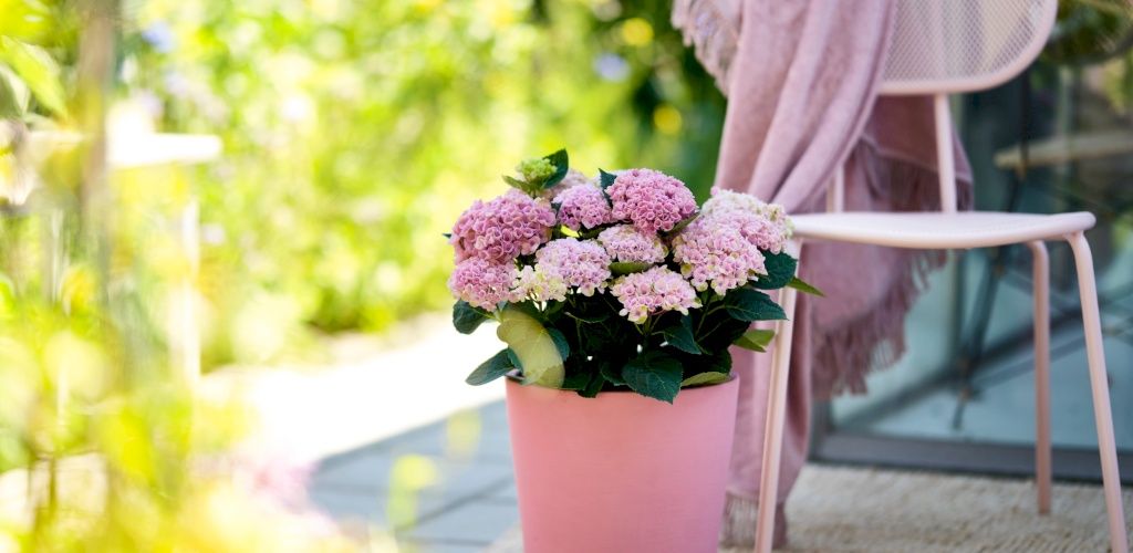 Hortensia de jardin Magical Revolution