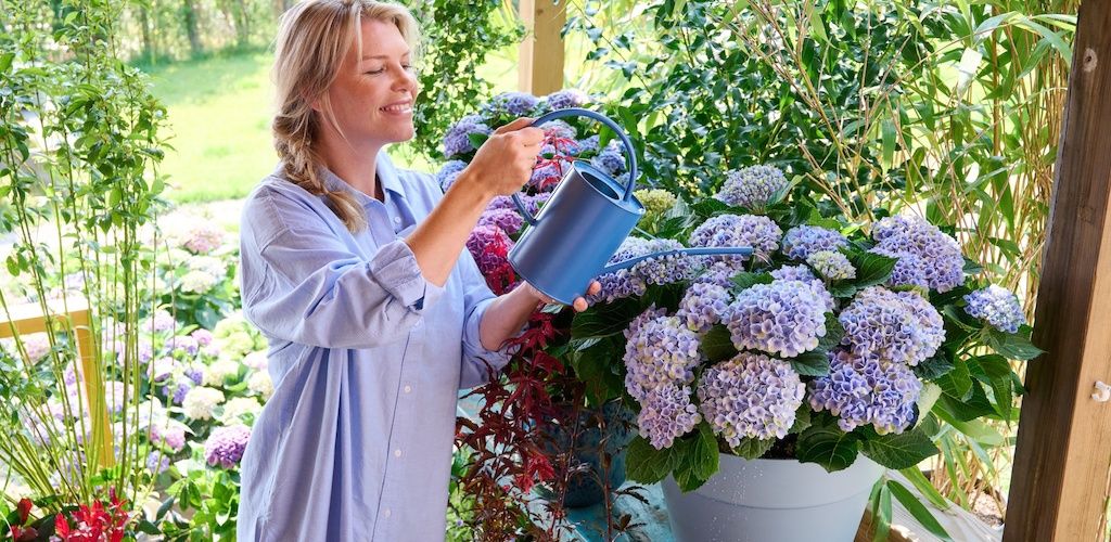 Magical® Elizabeth Ashley hydrangea