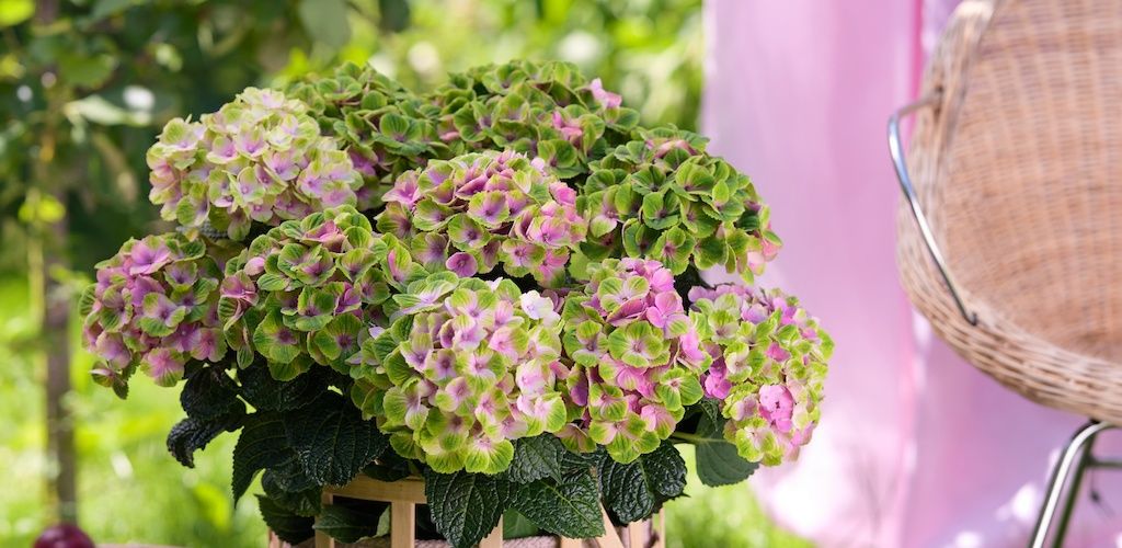 Hortensia de jardin Magical Amethyst