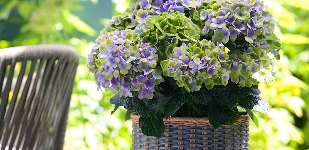 Buy hydrangeas