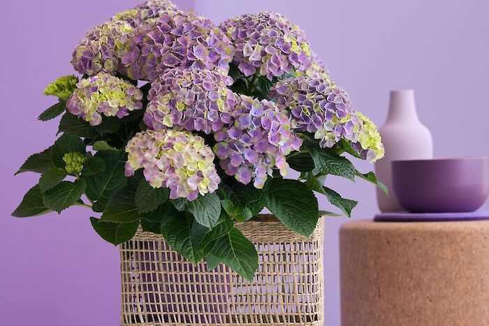 Where should I put my Magical hydrangea