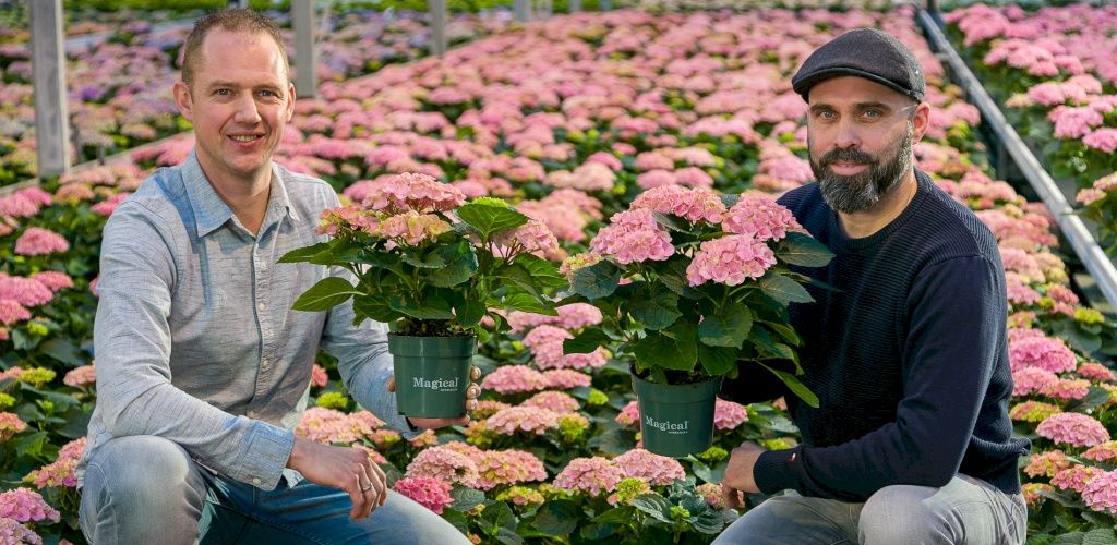 Our hydrangea growers