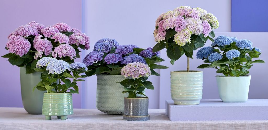 Indoor hydrangeas: Magical, the rewarding hydrangea for the home