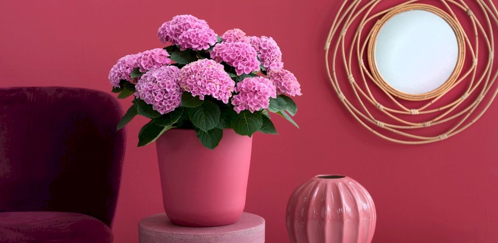 Magical® Elizabeth Ashley hydrangea