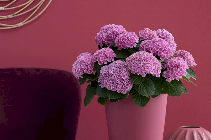 150 days of flowering and color in the house