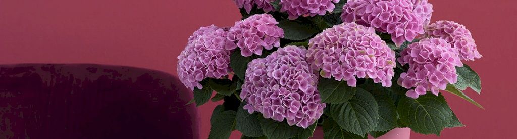 150 days of flowering and color in the house