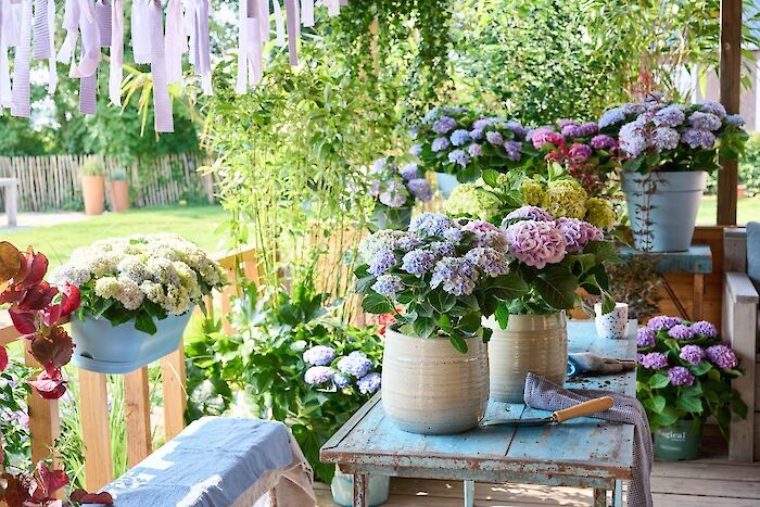 The marketing teams behind Magical Hydrangeas