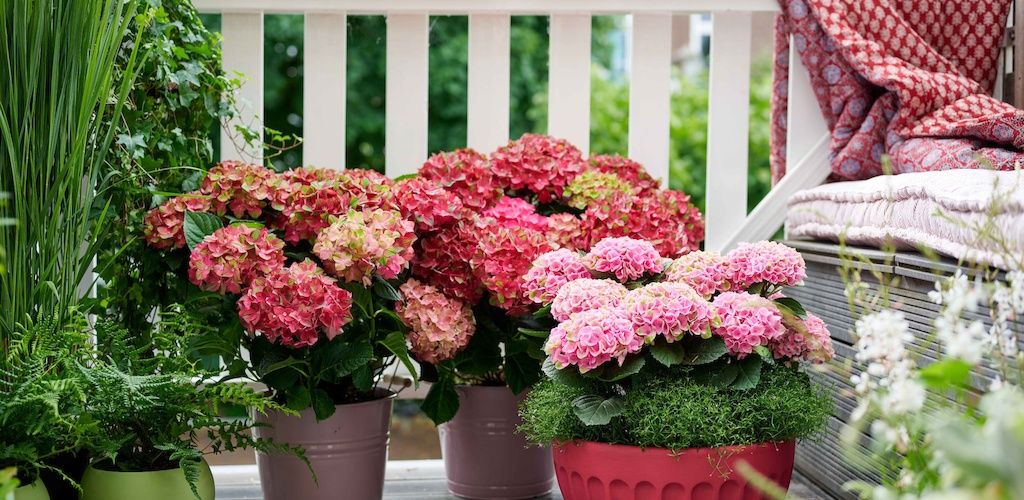 Magical® Greenfire hydrangea