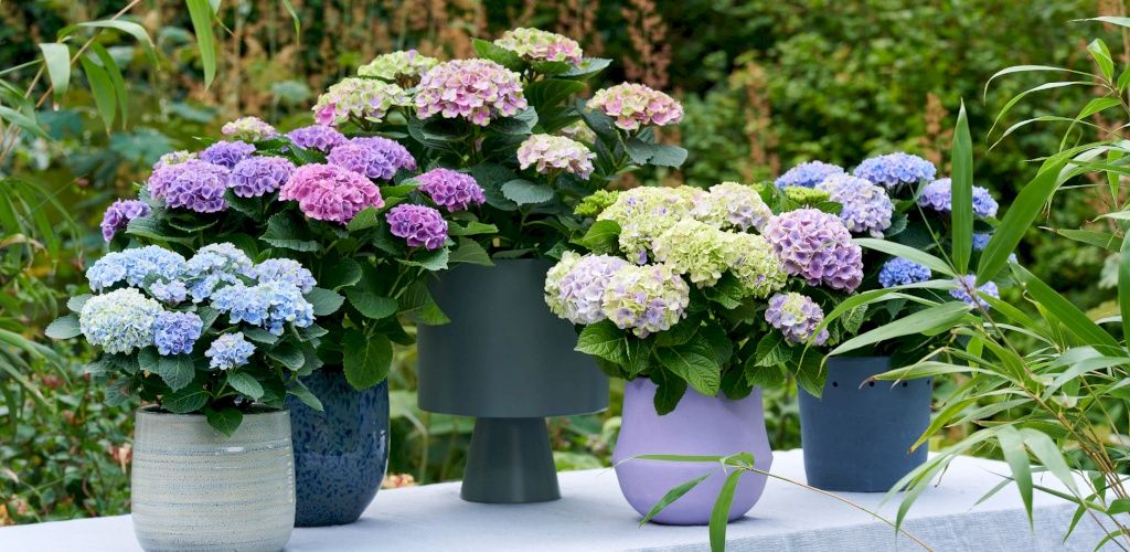 Magical Hydrangeas