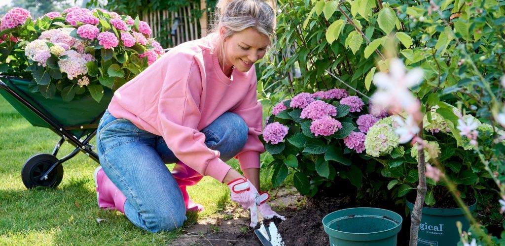 Fabulous bloomers for your garden