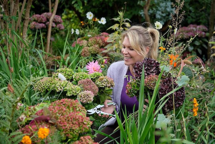 How to dry a Magical Hydrangea