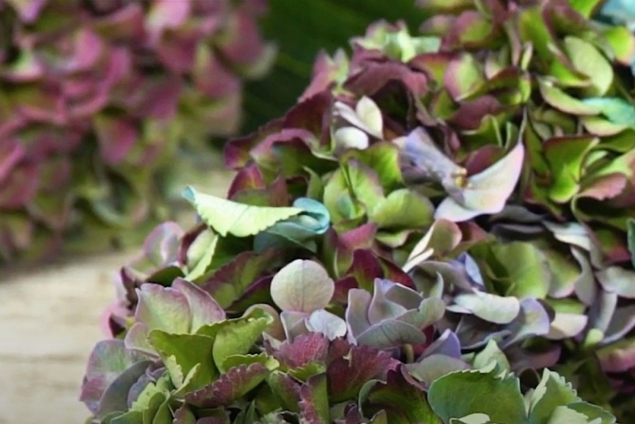 DIY: make a wreath with Magical Hydrangeas