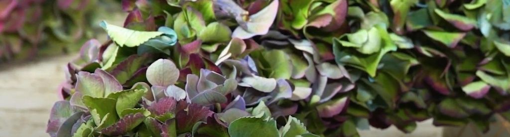 DIY: make a wreath with Magical Hydrangeas