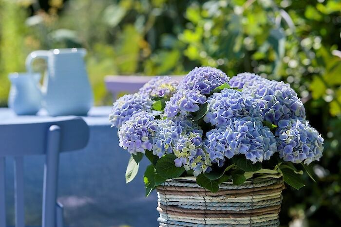 Magical garden hydrangea wins prize for lifespan