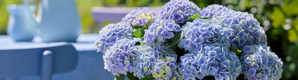 Magical garden hydrangea wins prize for lifespan