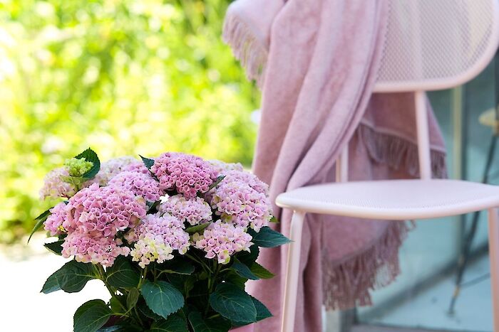 Do I need to prune my Magical garden hydrangea?