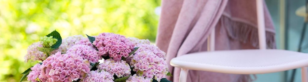 Do I need to prune my Magical garden hydrangea?