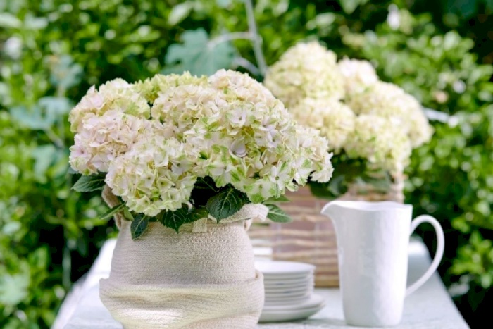 Do Magical garden hydrangeas need extra care?