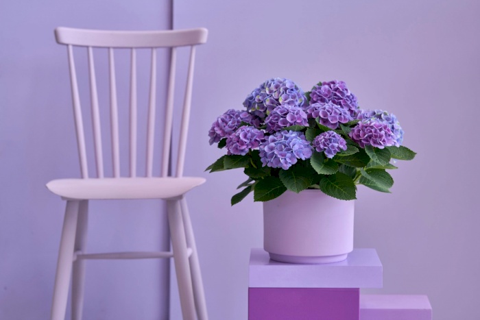 Extra nutrition and care for indoor hydrangeas