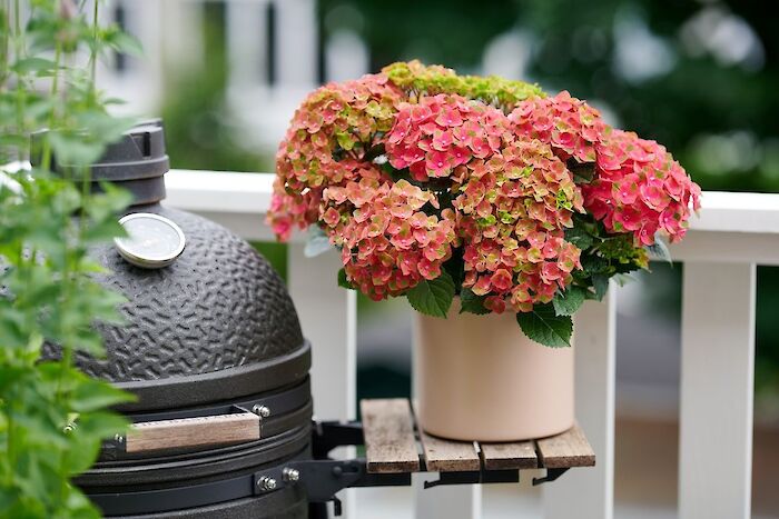 How do I protect my patio or balcony hydrangea against frost?