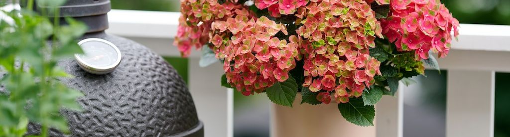 How do I protect my patio or balcony hydrangea against frost?