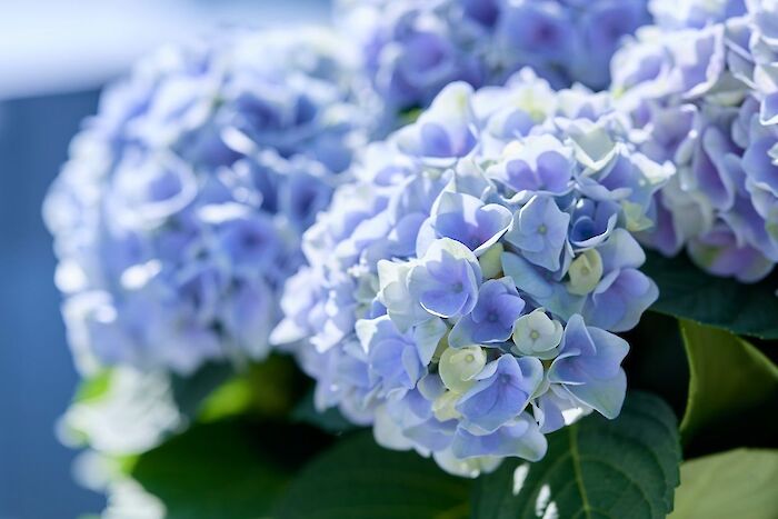 How to keep your blue Magical Hydrangea blue