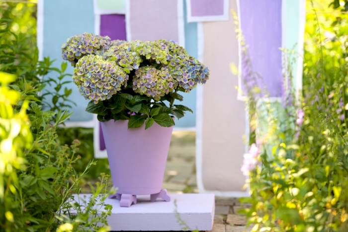 Growing Magical hydrangeas in pots