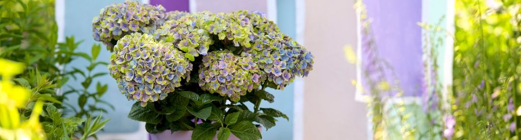 Growing Magical hydrangeas in pots