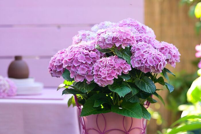 Magical Hydrangeas are not afraid of water