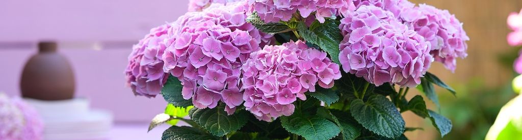 Magical Hydrangeas are not afraid of water