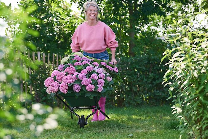The ideal time to plant a Magical Hydrangea
