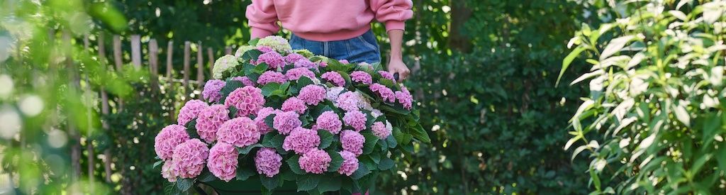 The ideal time to plant a Magical Hydrangea