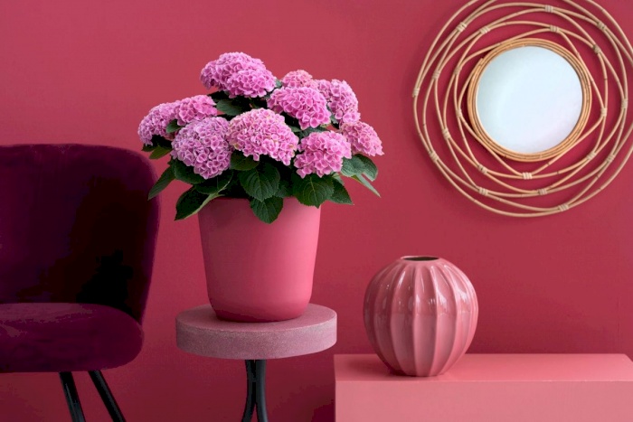 The perfect room temperature for a Magical