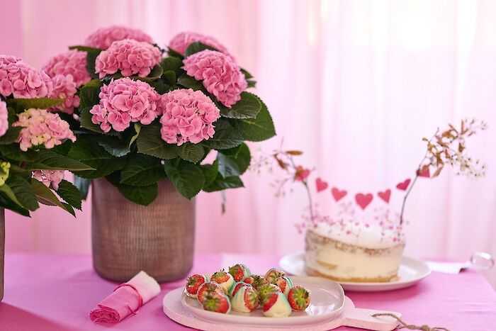 What is the ideal place in the house for a Magical Hydrangea?