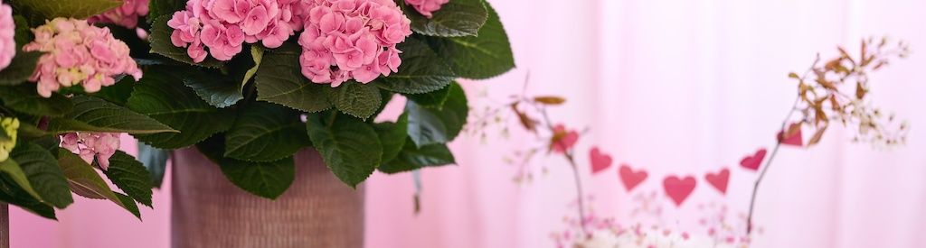 What is the ideal place in the house for a Magical Hydrangea?