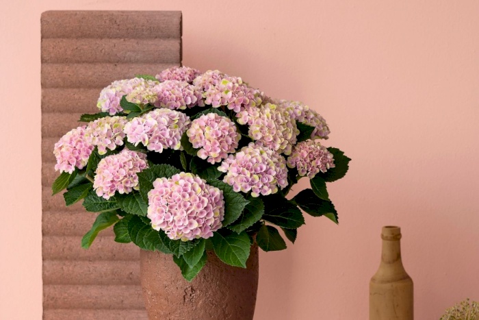 Your Magical indoor hydrangea loves water