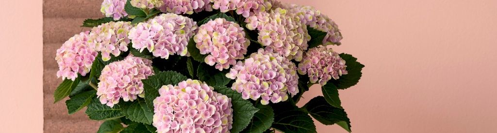 Your Magical indoor hydrangea loves water