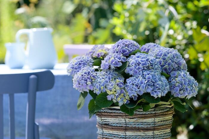 Extra nutrients for your Magical Hydrangea