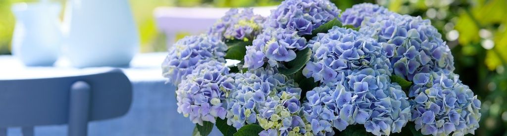 Extra nutrients for your Magical Hydrangea