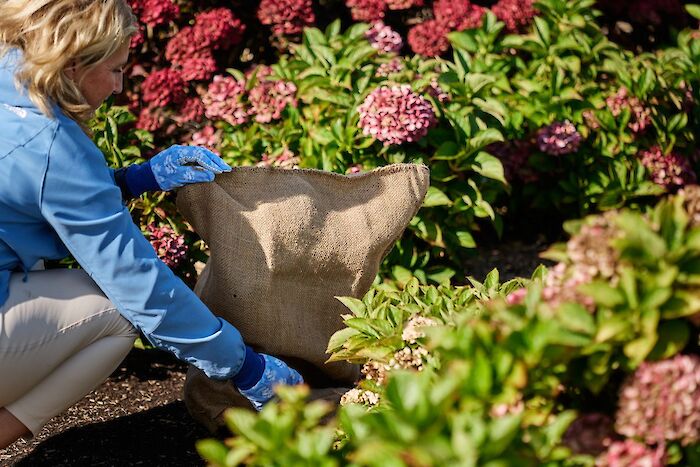 Comment préparer votre hortensia Magical pour l’hiver