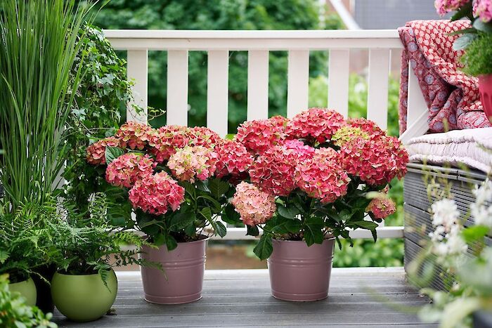 New: Flamed garden hydrangea