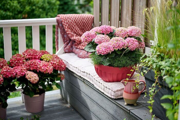Summer is the perfect time to purchase a hydrangea