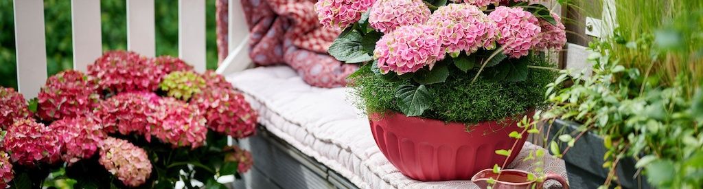 Summer is the perfect time to purchase a hydrangea