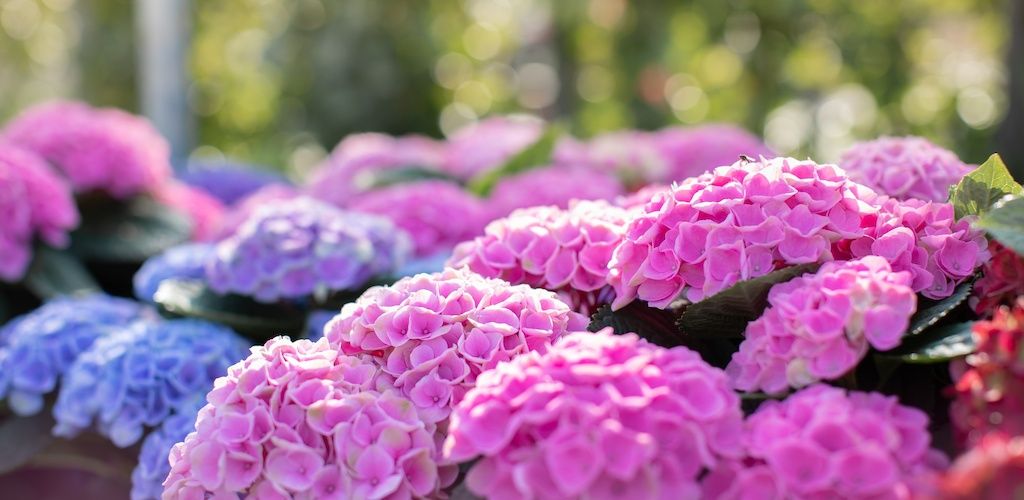 Magical® Elizabeth Ashley hydrangea