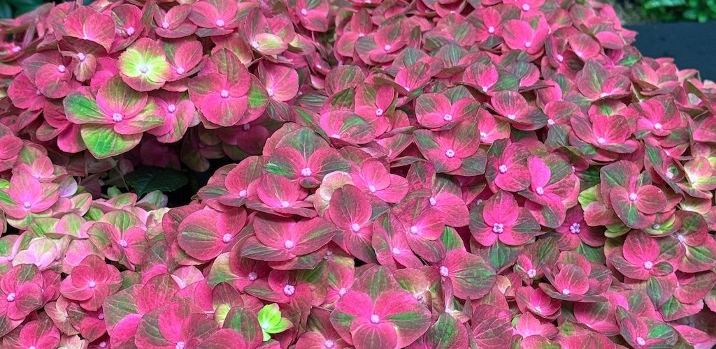 Magical® Greenfire hydrangea